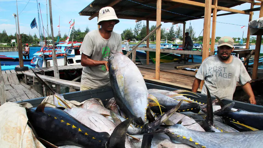 Step By Step Cara Menjadi Eksportir Perikanan Jasa Export