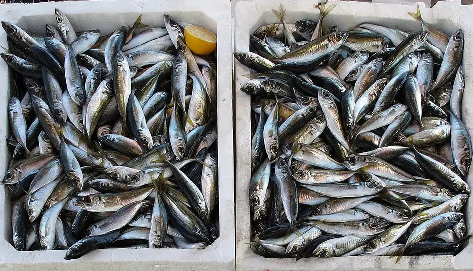 Impor Ikan  Indonesia Alasan dan Penyebabnya Jasa Export  