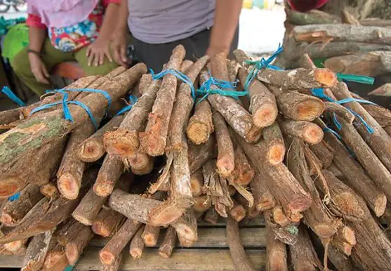 Harga Kayu  Bajakah Asli Terbaru 2022 Jasa Export Terpercaya